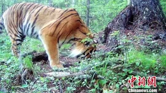 野生东北虎再现黑龙江小北湖保护区被确认为&ldquo;定居虎&rdquo;