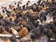 狗患！藏獒经济崩盘上万流浪狗成灾：狗吃狗很常见