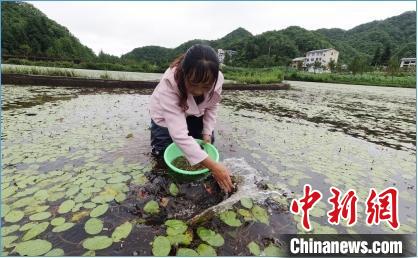 重庆石柱：万亩莼菜基地走数字化产业路挑起脱贫&ldquo;大梁&rdquo;